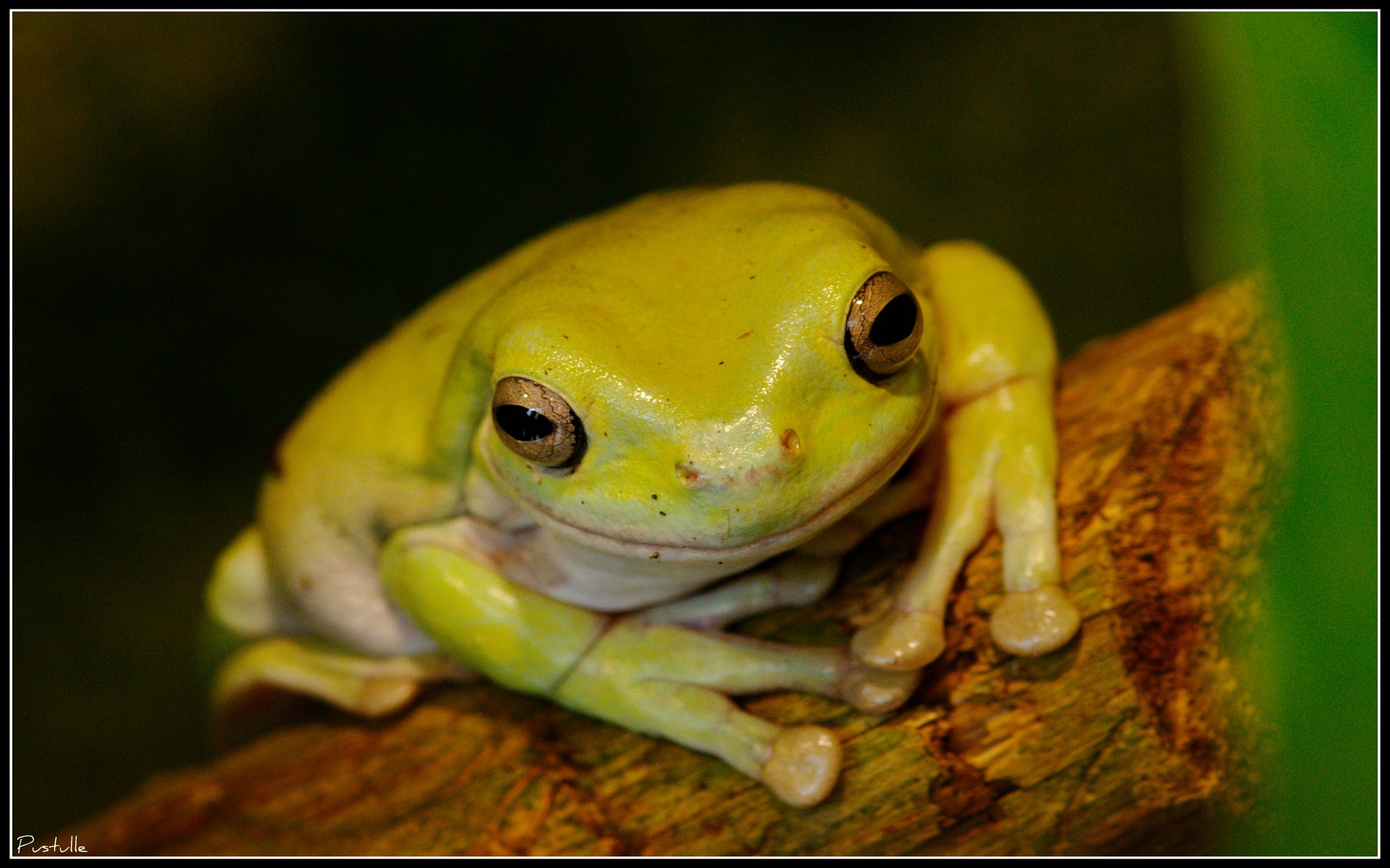 Fonds d'cran Animaux Grenouilles - Crapauds Kermit...