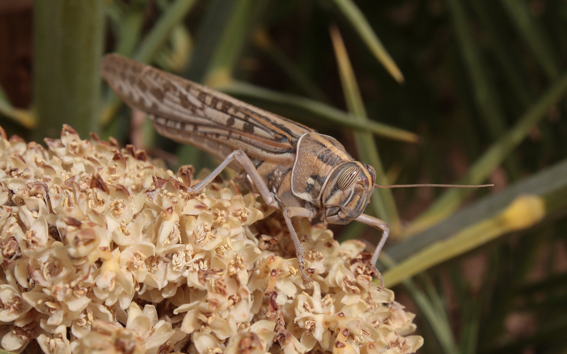 Fonds d'cran Animaux Insectes - Sauterelles et Criquets Jiminy