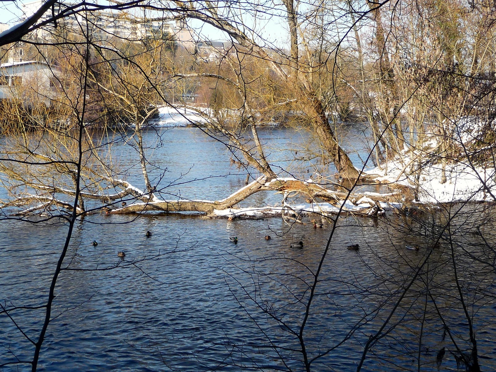 Fonds d'cran Nature Fleuves - Rivires - Torrents La Vienne en hiver