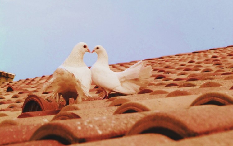 Fonds d'cran Animaux Oiseaux - Pigeons et Tourterelles Heureux Hasard