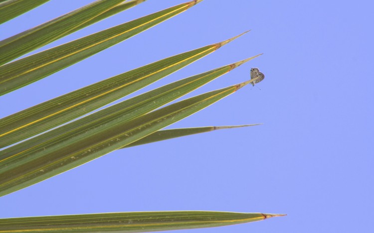 Fonds d'cran Animaux Insectes - Papillons Flutter-By