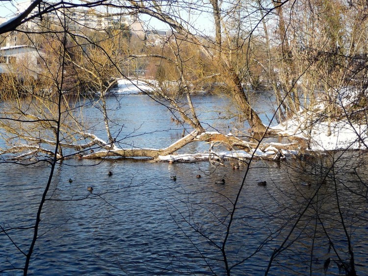 Fonds d'cran Nature Fleuves - Rivires - Torrents La Vienne en hiver