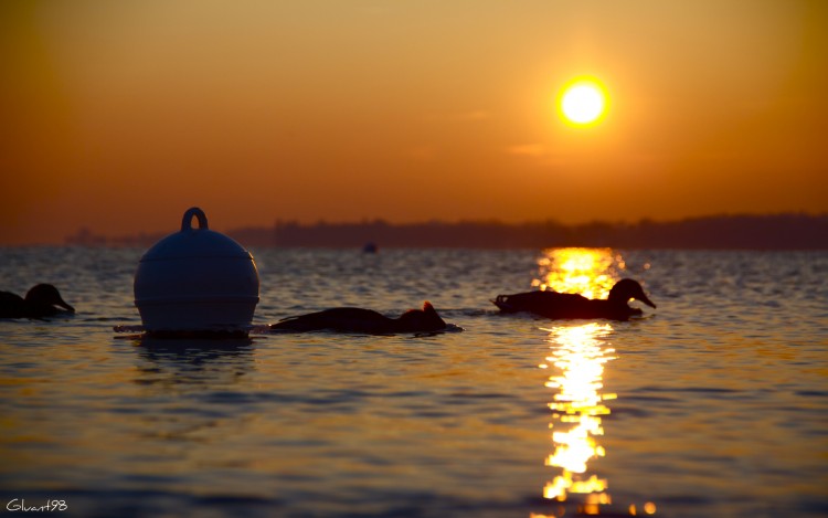 Fonds d'cran Animaux Oiseaux - Canards Balade sur le lac