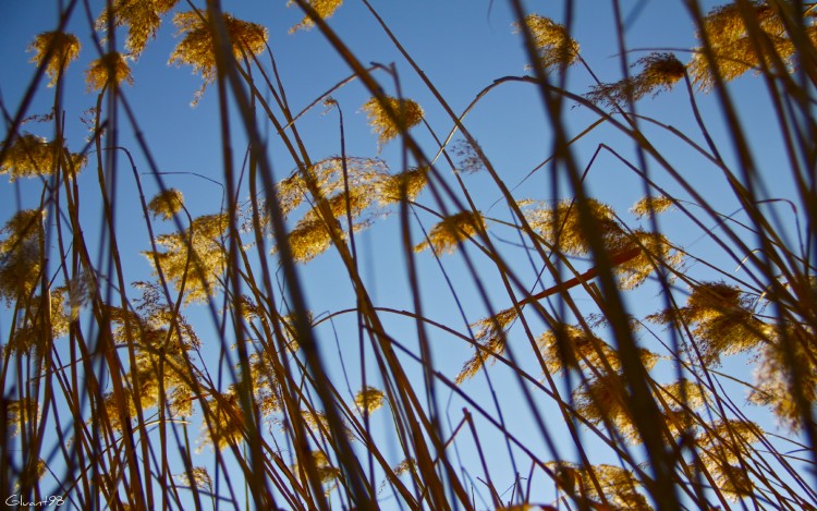 Wallpapers Nature Herbs Vent dans les champs