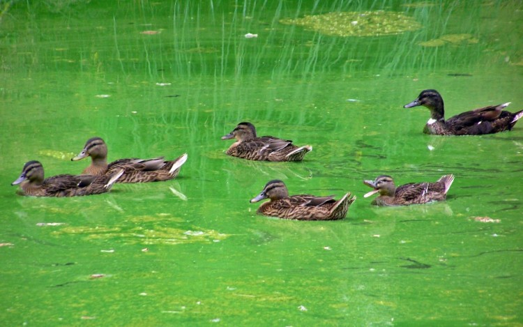 Fonds d'cran Animaux Oiseaux - Canards Canards