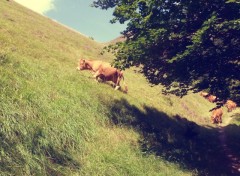 Fonds d'cran Nature Vaches des Montagnes