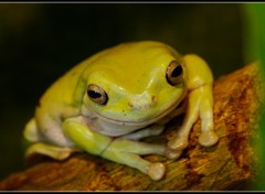 Wallpapers Animals Kermit...