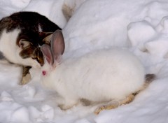 Fonds d'cran Animaux Murko et Frňko