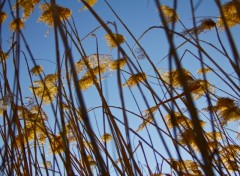 Wallpapers Nature Vent dans les champs