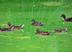 Fonds d'cran Animaux Canards