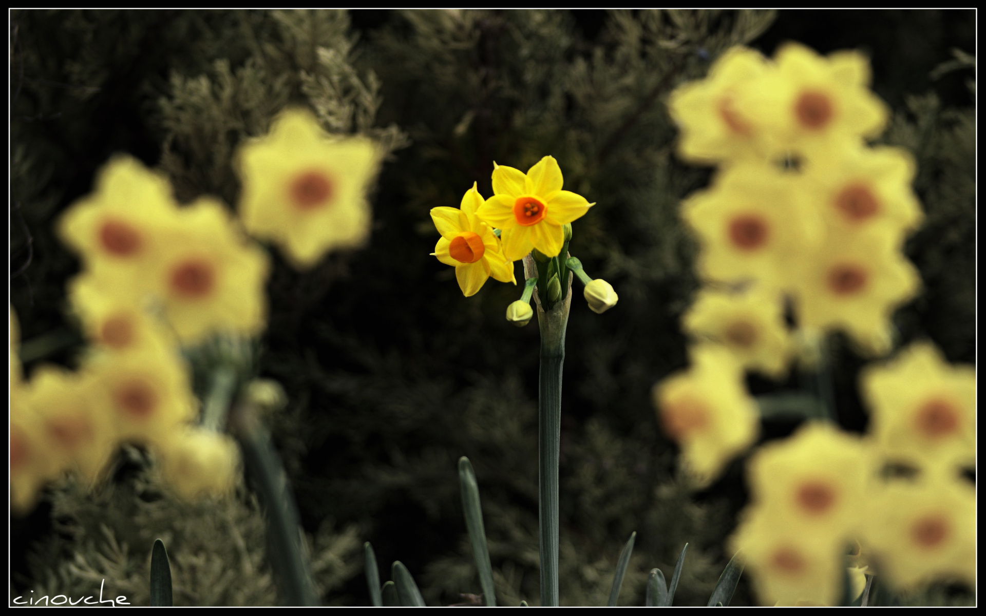 Fonds d'cran Nature Fleurs 