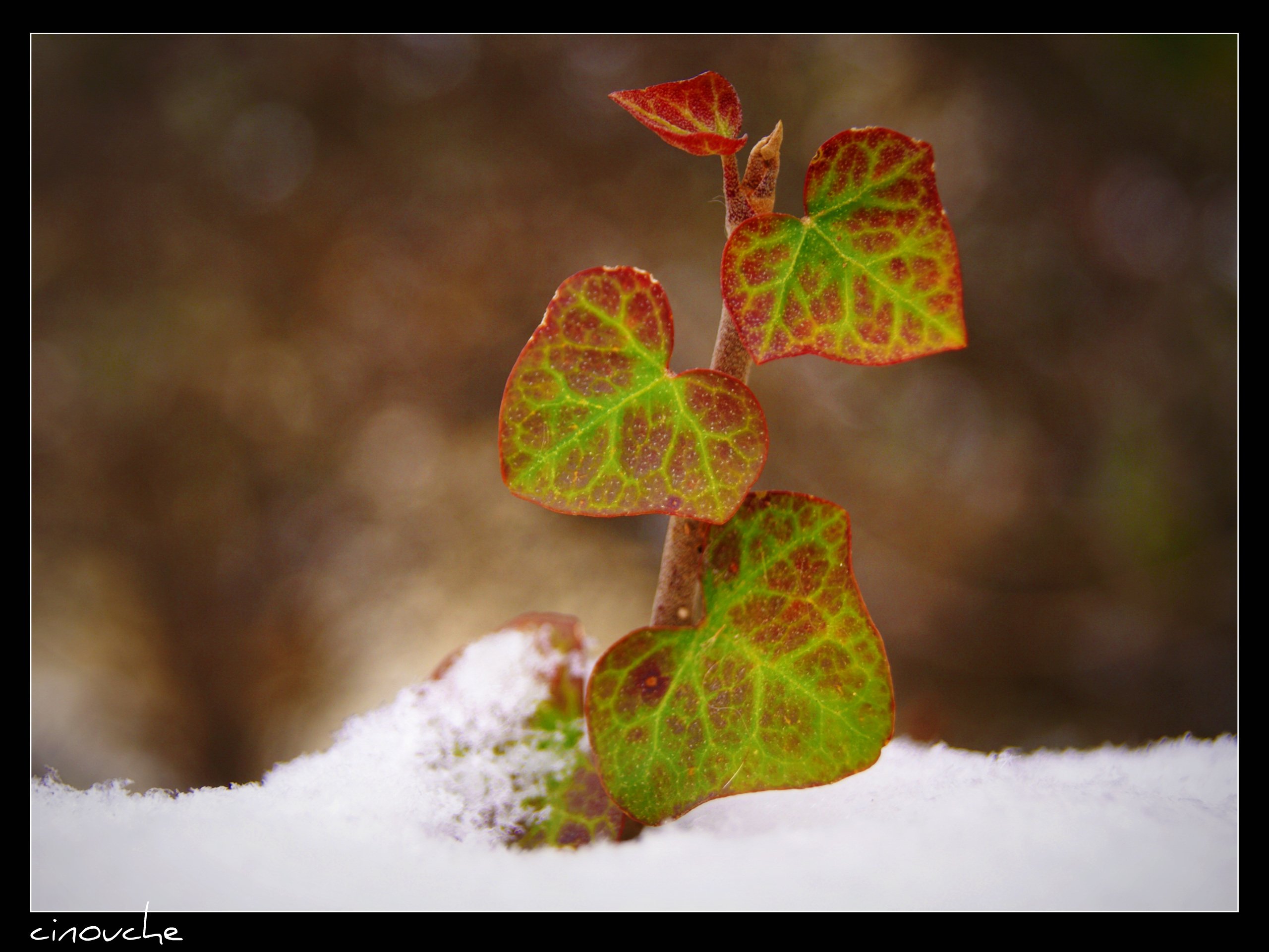 Fonds d'cran Nature Saisons - Hiver 