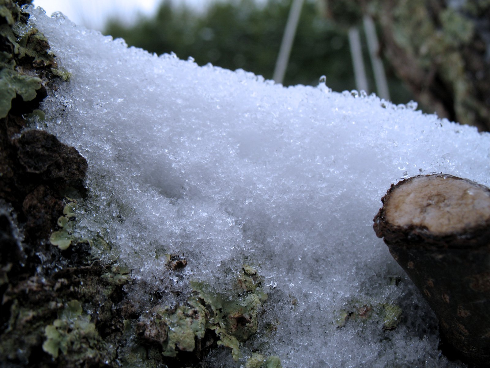 Fonds d'cran Nature Arbres - Forts Arbre Neige