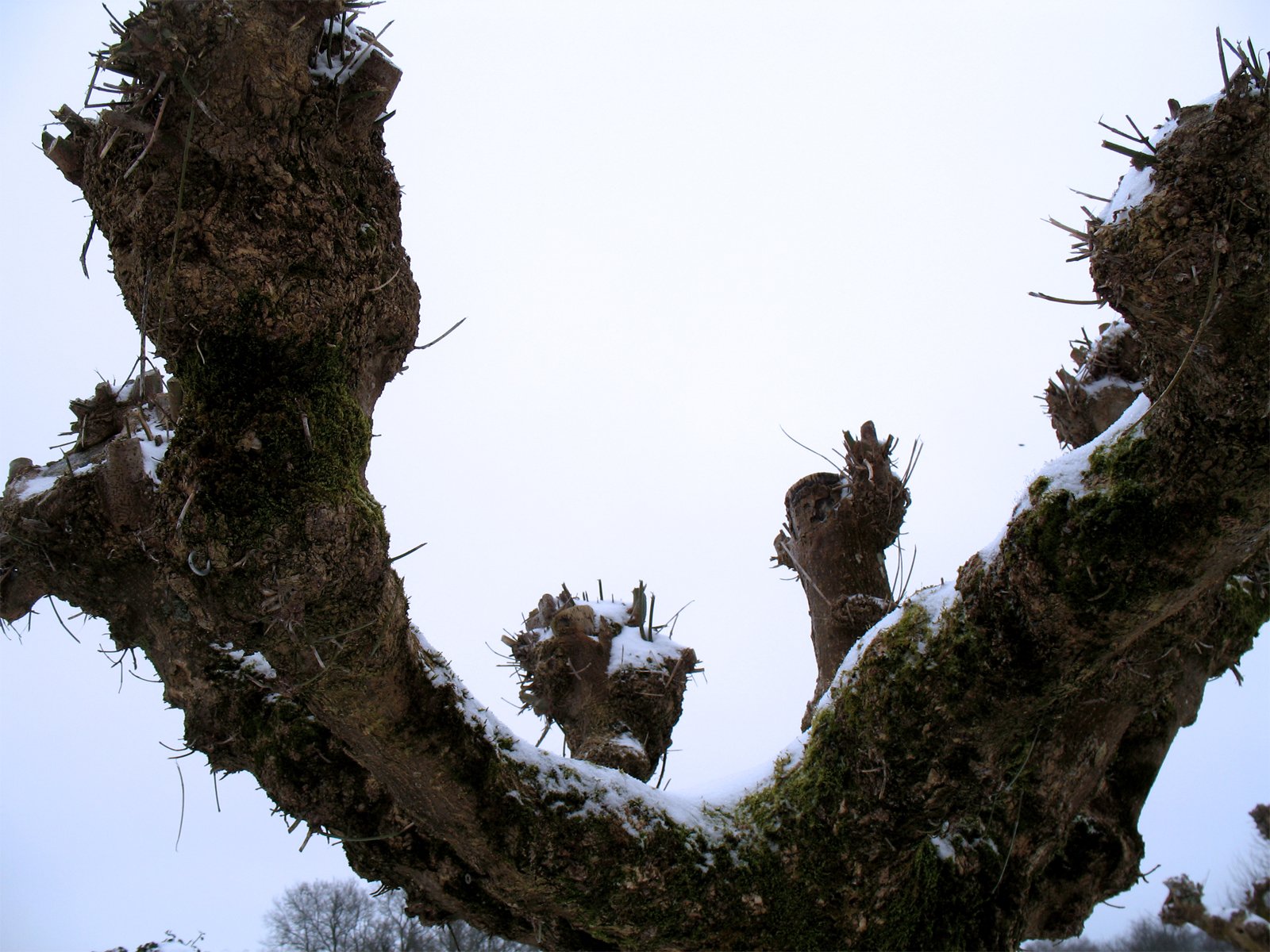 Fonds d'cran Nature Arbres - Forêts Arbre Neige