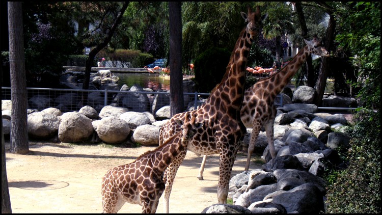 Fonds d'cran Animaux Girafes Giraffe