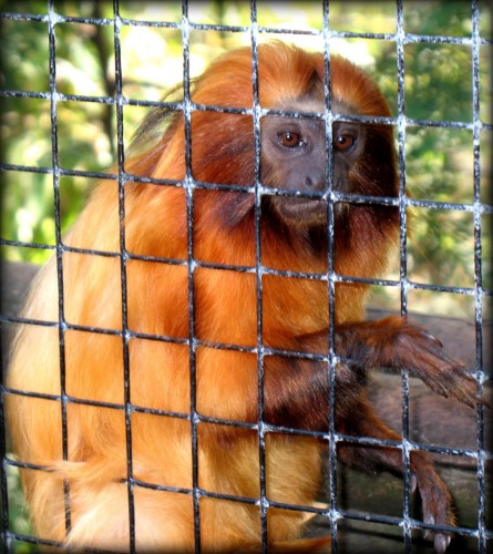 Fonds d'cran Animaux Singes Singe