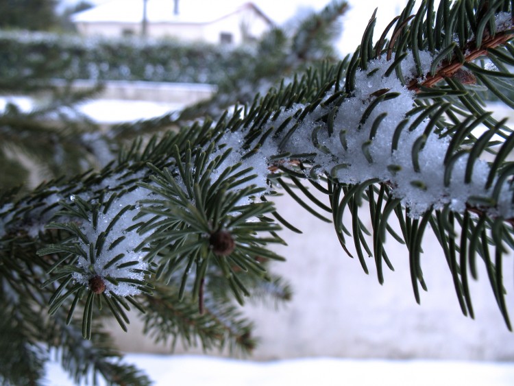 Fonds d'cran Nature Arbres - Forts Sapin