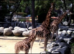 Fonds d'cran Animaux Giraffe