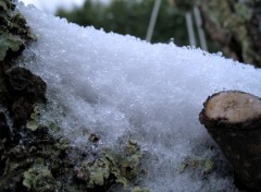 Fonds d'cran Nature Arbre Neige