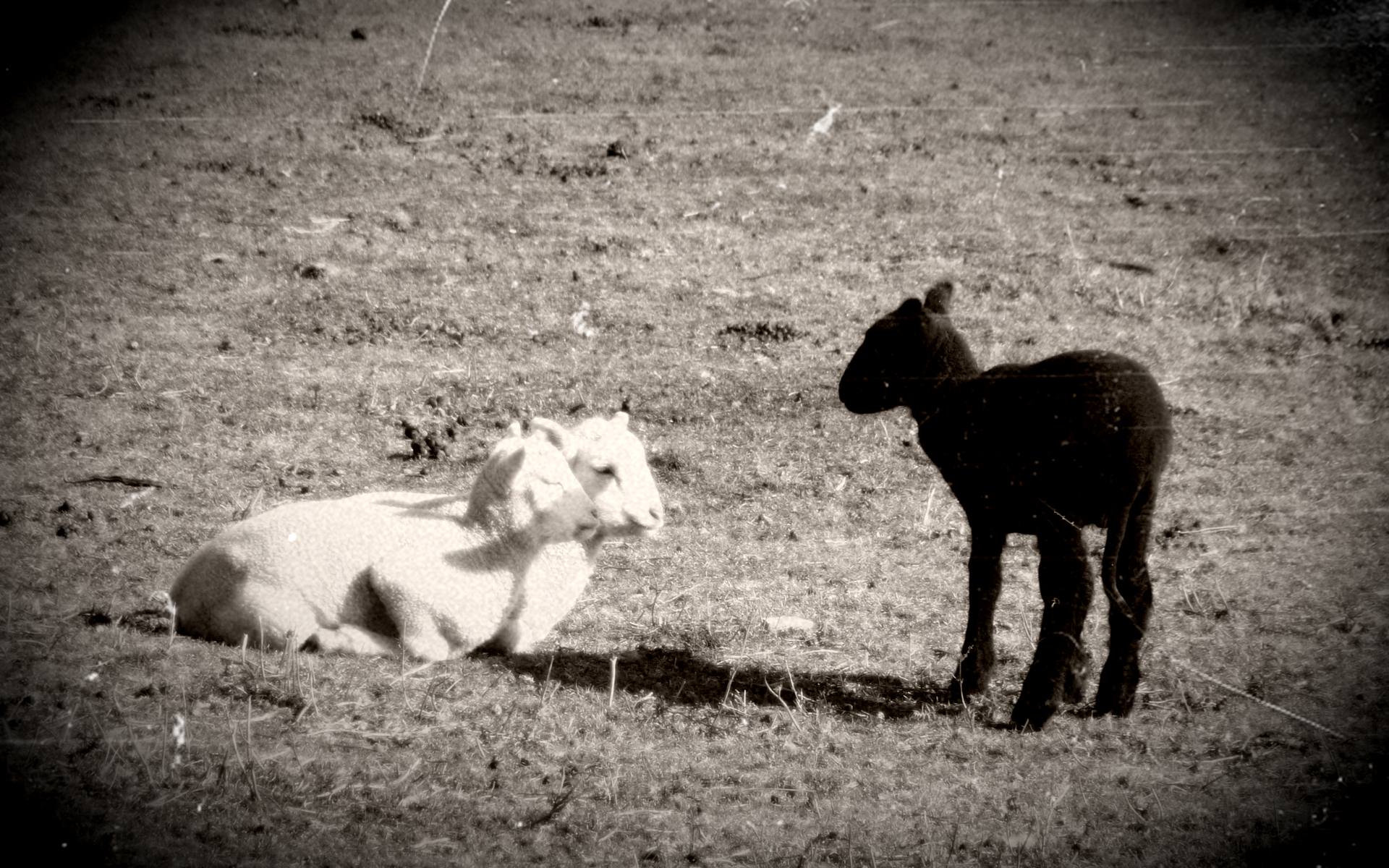 Wallpapers Animals Sheeps Noir et Blanc