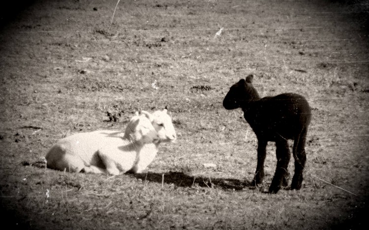 Fonds d'cran Animaux Moutons - Mouflons Noir et Blanc