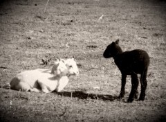 Fonds d'cran Animaux Noir et Blanc