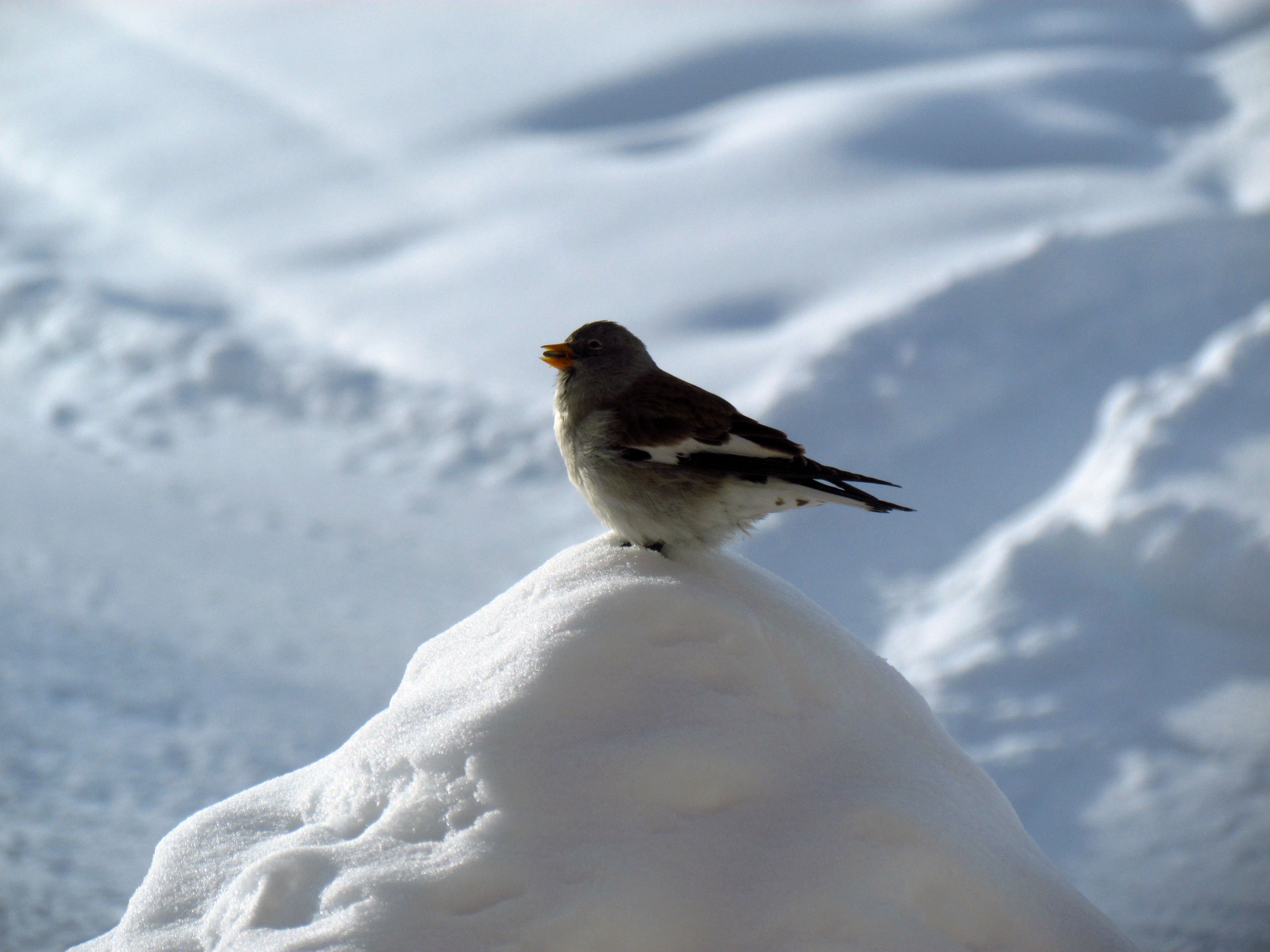 Wallpapers Animals Birds - Sparrows 