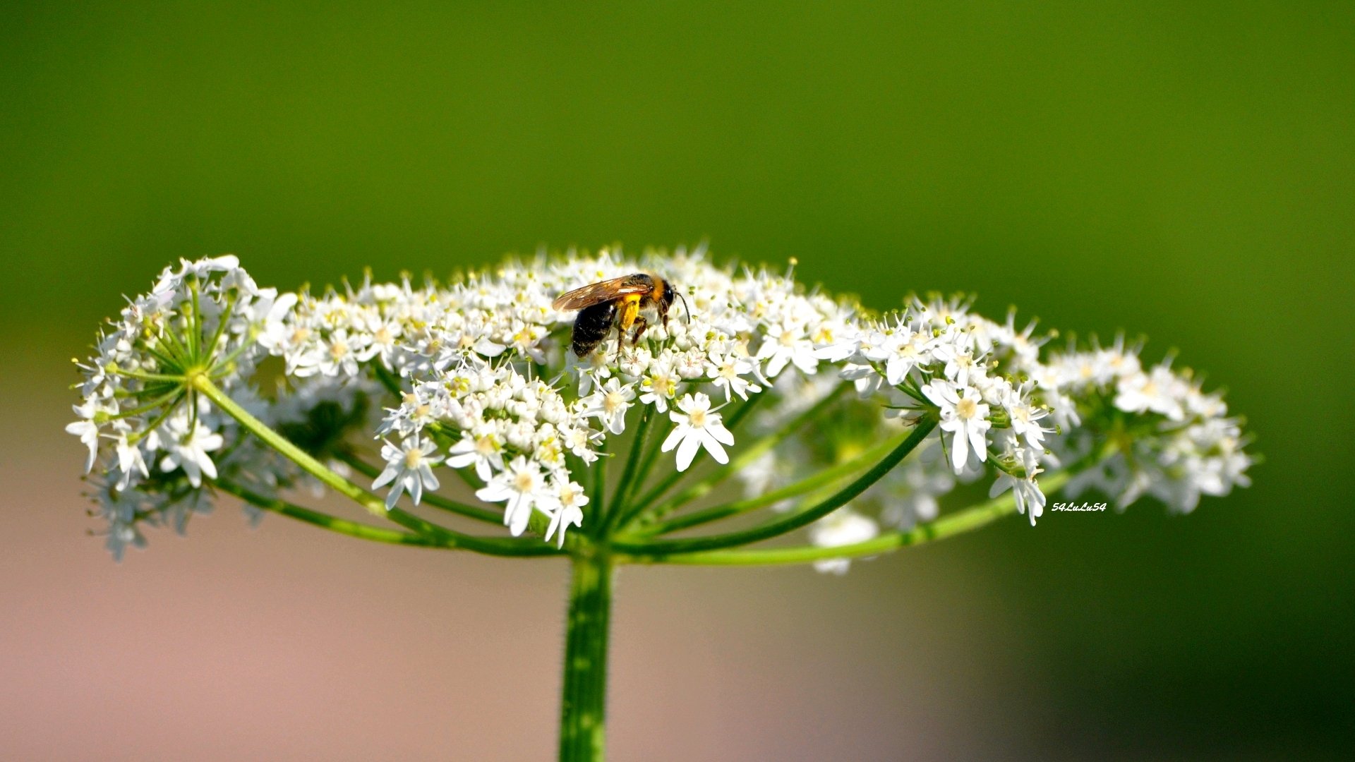 Fonds d'cran Animaux Insectes - Abeilles Gupes ... BON APP ^^