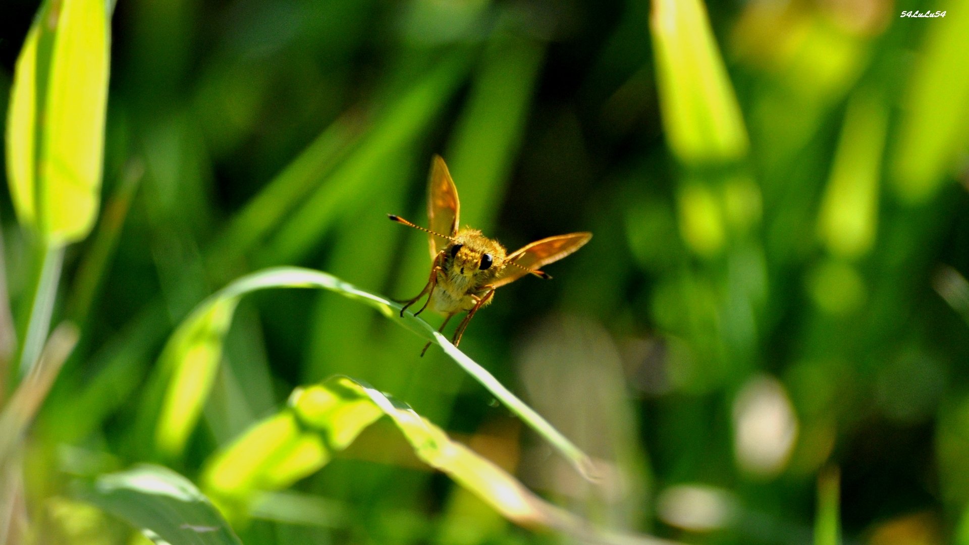 Fonds d'cran Animaux Insectes - Papillons etrange papillon ...