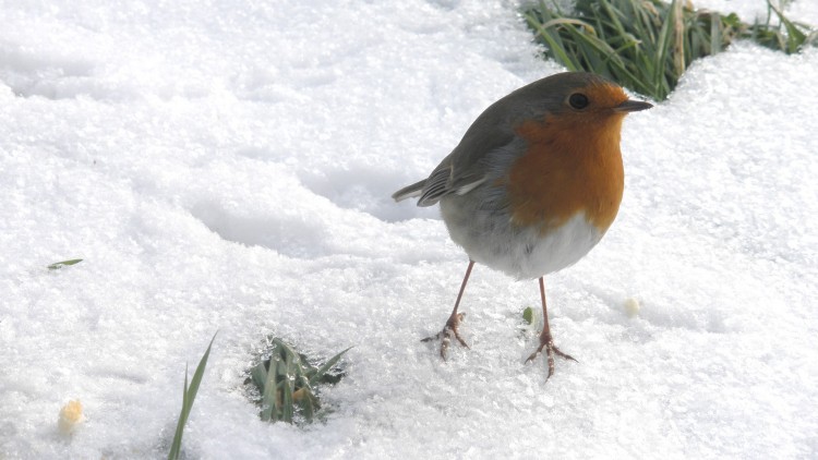 Fonds d'cran Animaux Oiseaux - Rougegorges Rouge Gorge les pattes dans la neige