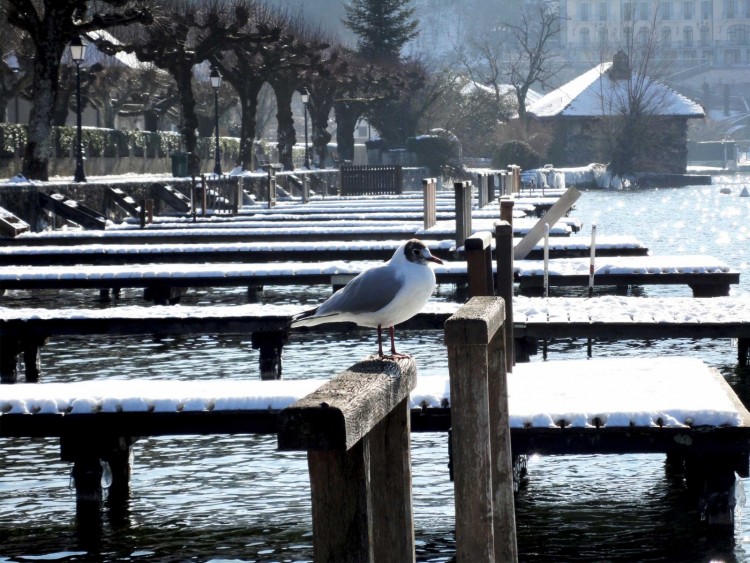 Fonds d'cran Animaux Oiseaux - Divers Winter Bird