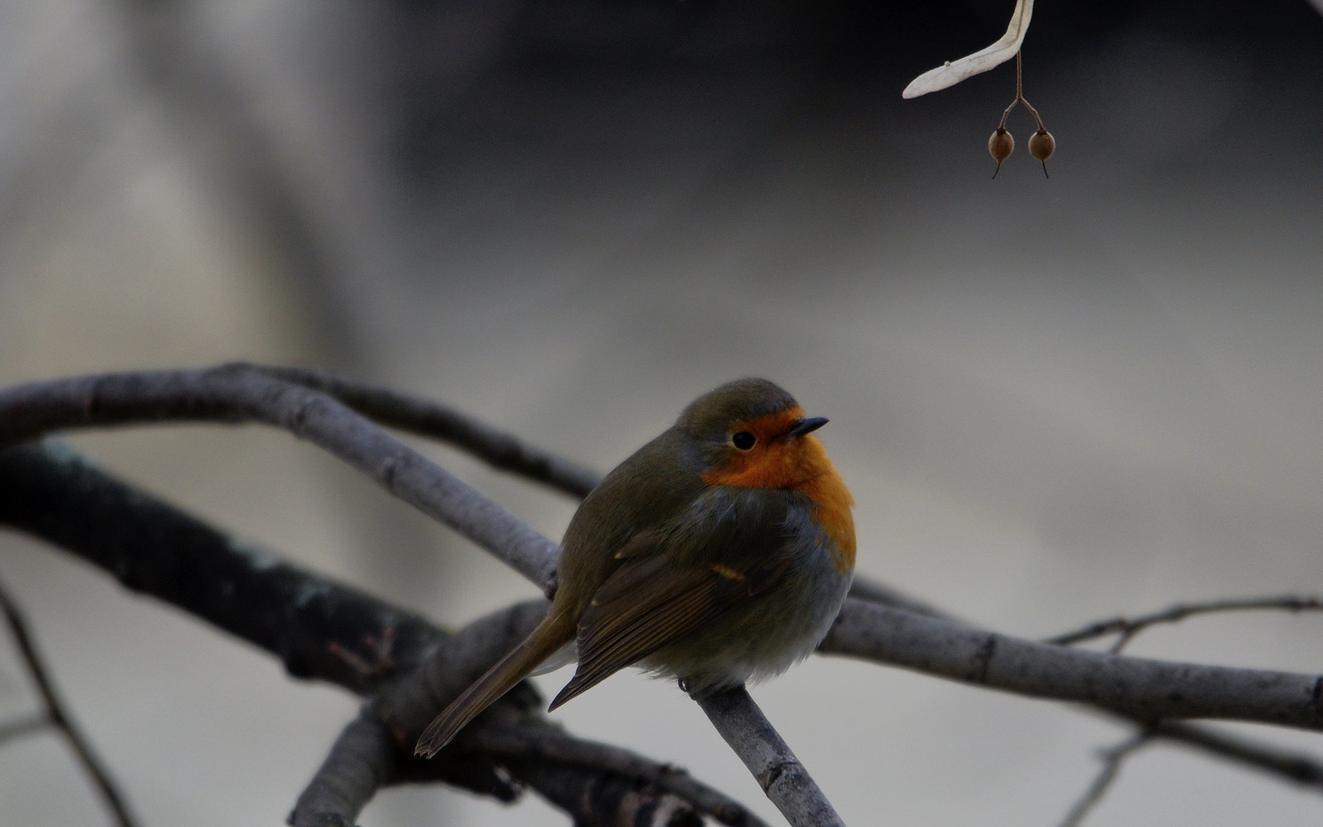 Fonds d'cran Animaux Oiseaux - Rougegorges rouge-gorge