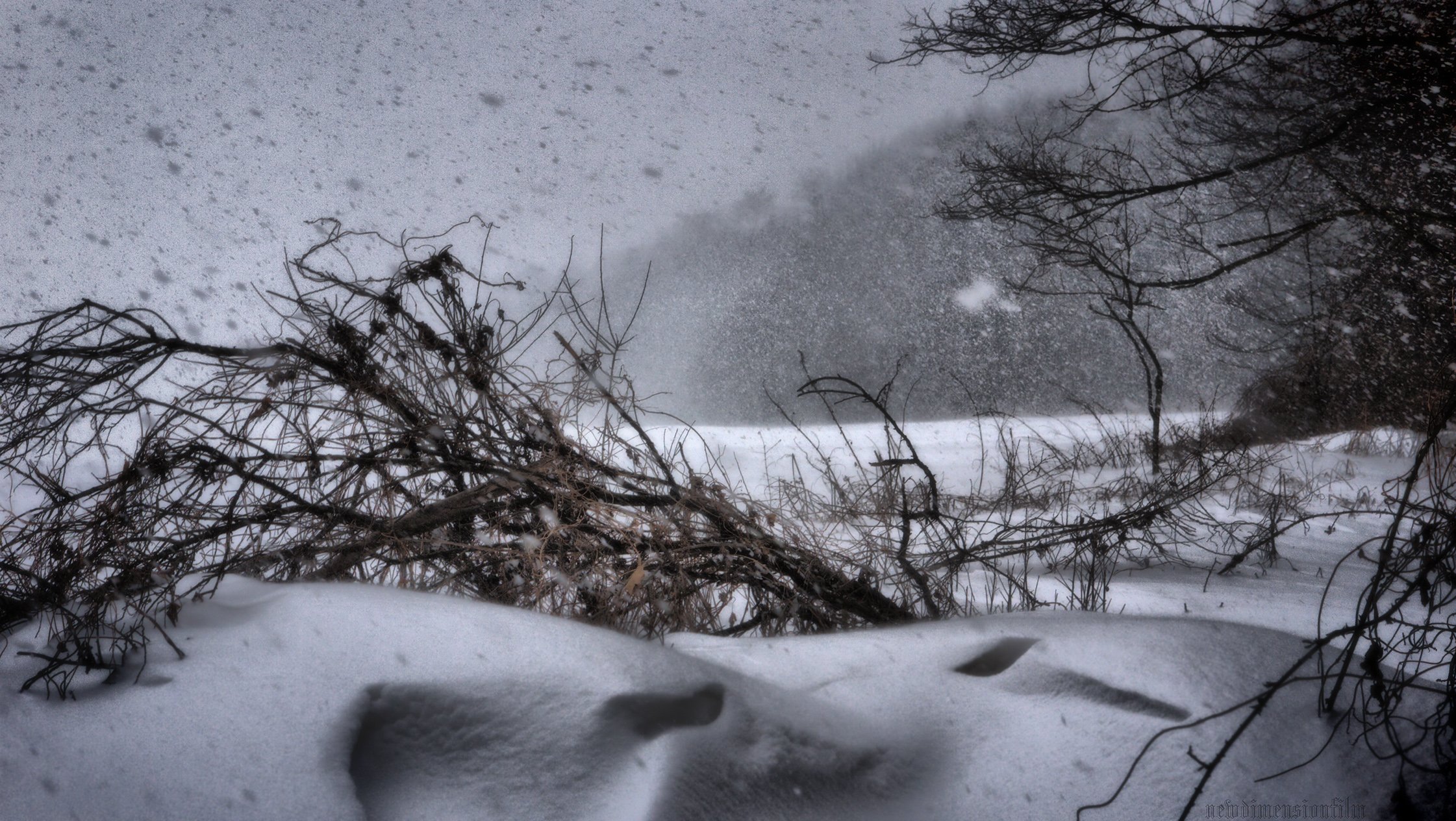 Wallpapers Nature Trees - Forests Blizzard