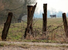 Fonds d'cran Nature enferme