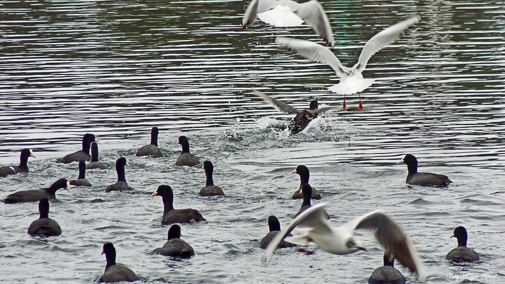 Fonds d'cran Animaux Oiseaux - Divers Combat d'oiseaux