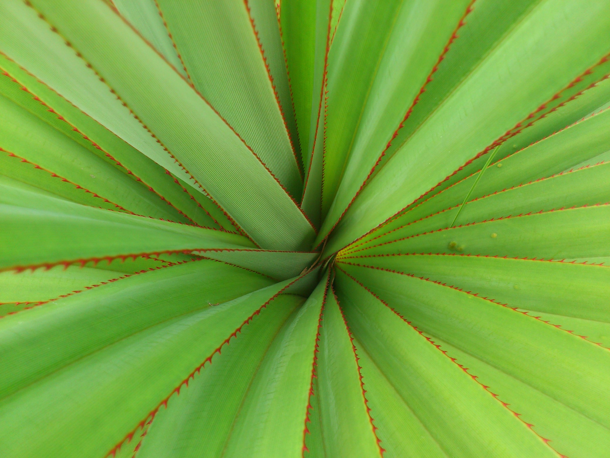 Fonds d'cran Nature Plantes - Arbustes 