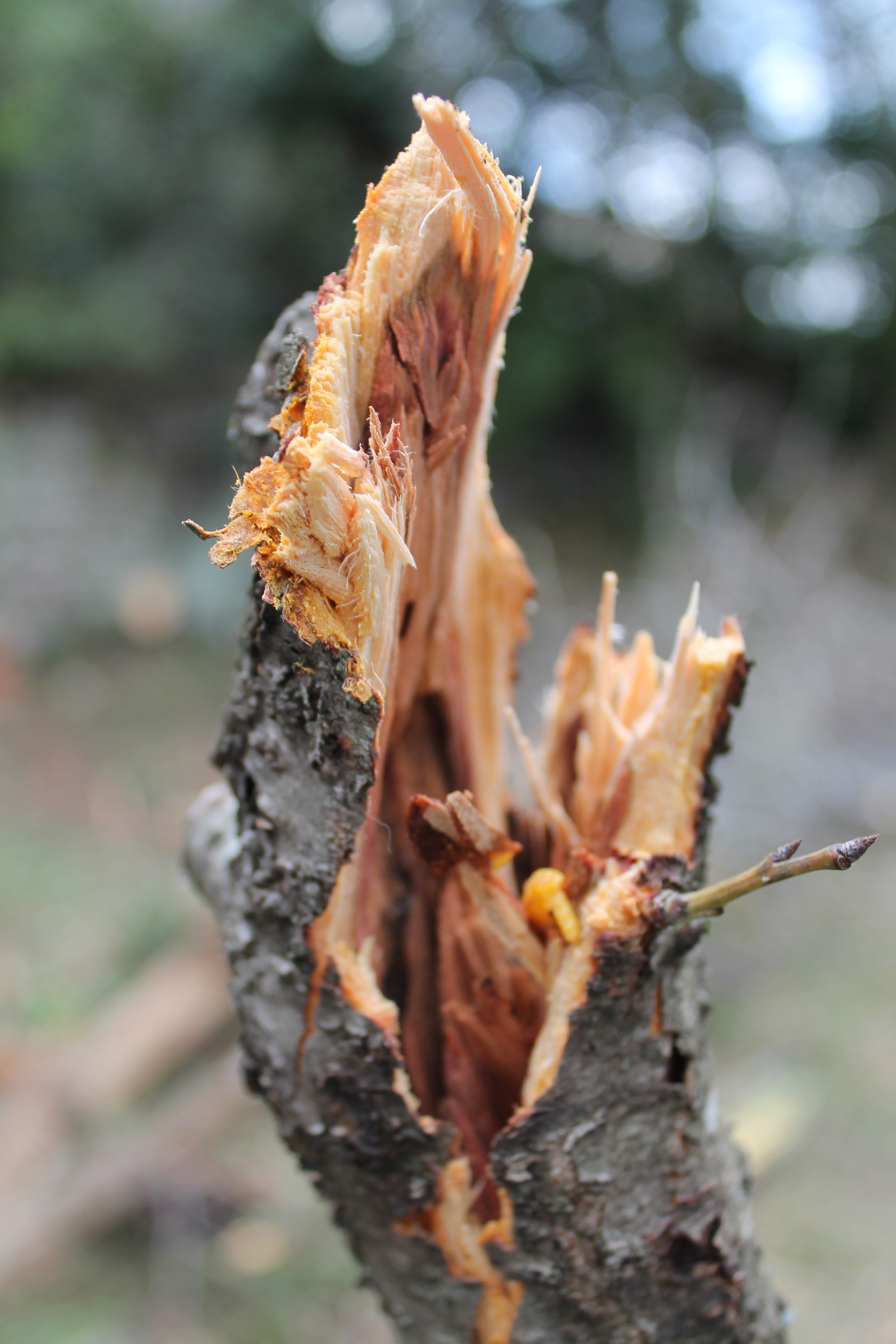 Fonds d'cran Nature Arbres - Forêts Branche cassée