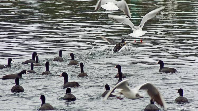 Wallpapers Animals Birds - Misc Combat d'oiseaux