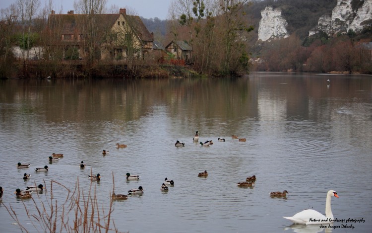 Fonds d'cran Animaux Oiseaux - Canards La danse des canards