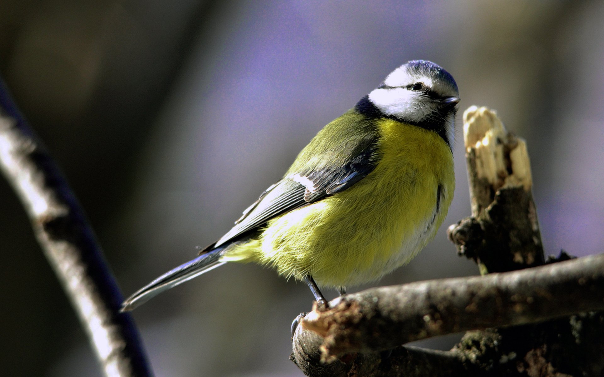 Fonds d'cran Animaux Oiseaux - Msanges Msange a tte bleue