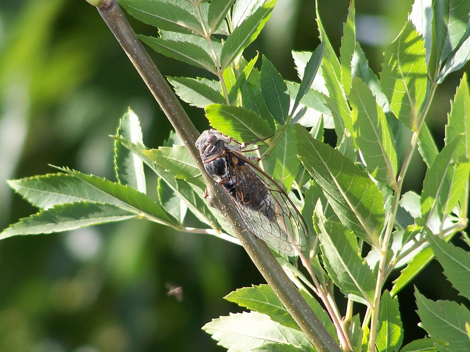 Fonds d'cran Animaux Insectes - Cigales Le Chant Des Cigales