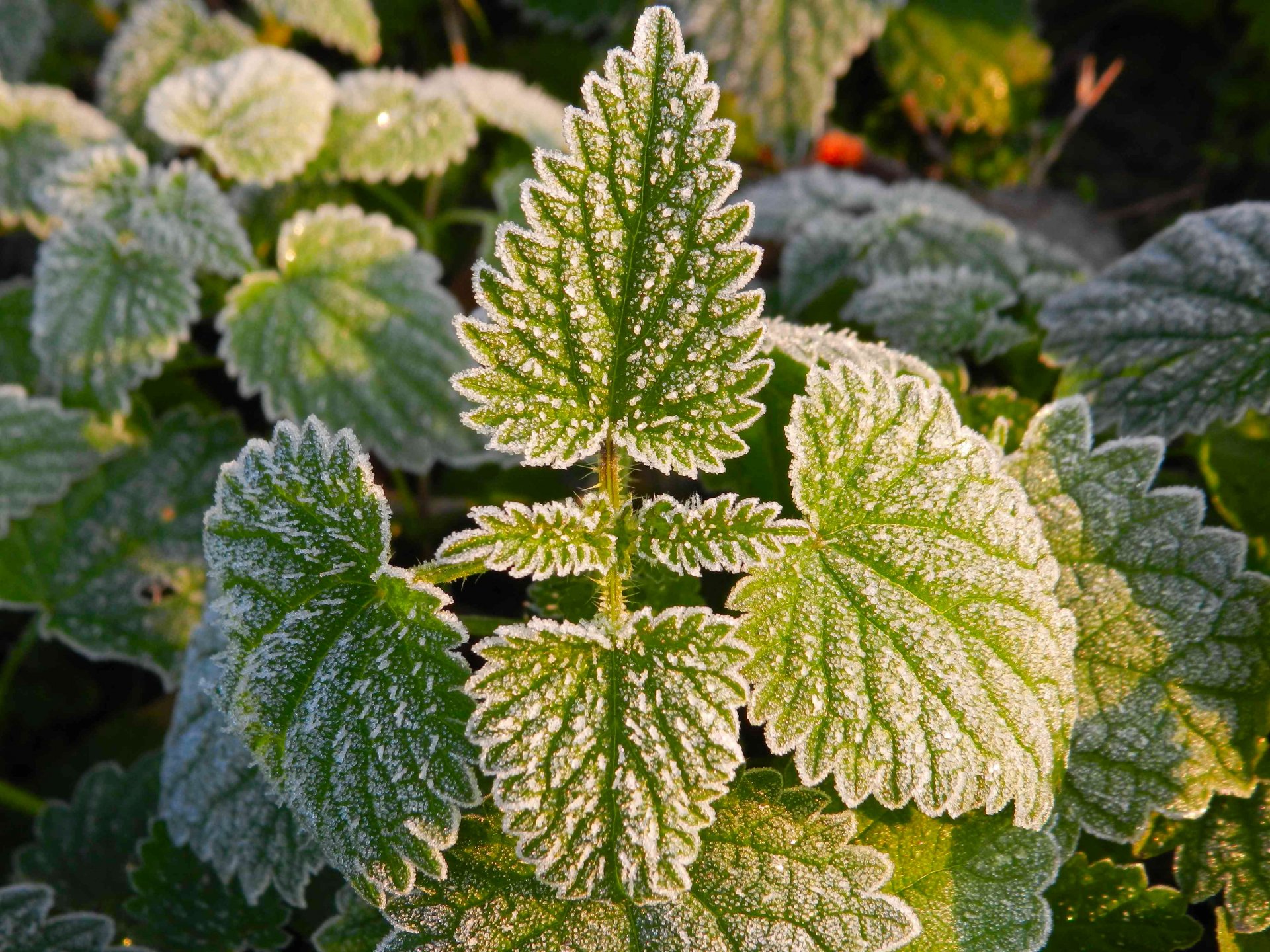 Fonds d'cran Nature Plantes - Arbustes orties