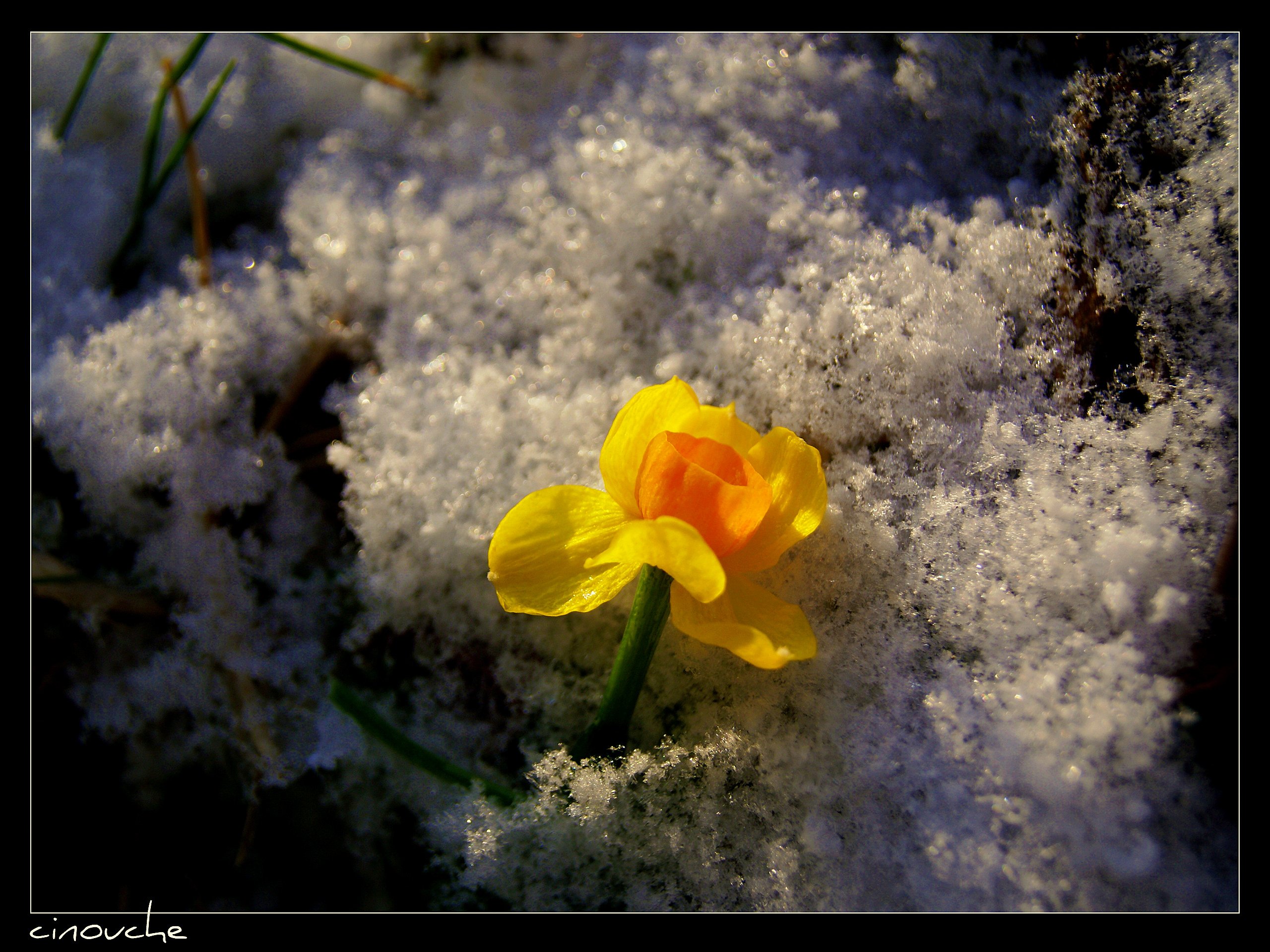 Fonds d'cran Nature Fleurs 