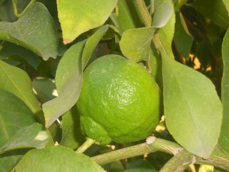 Fonds d'cran Nature Fruits Citron