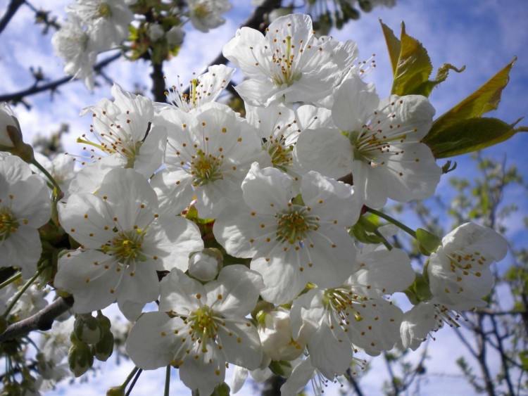 Wallpapers Nature Flowers Cerisier En Fleur...