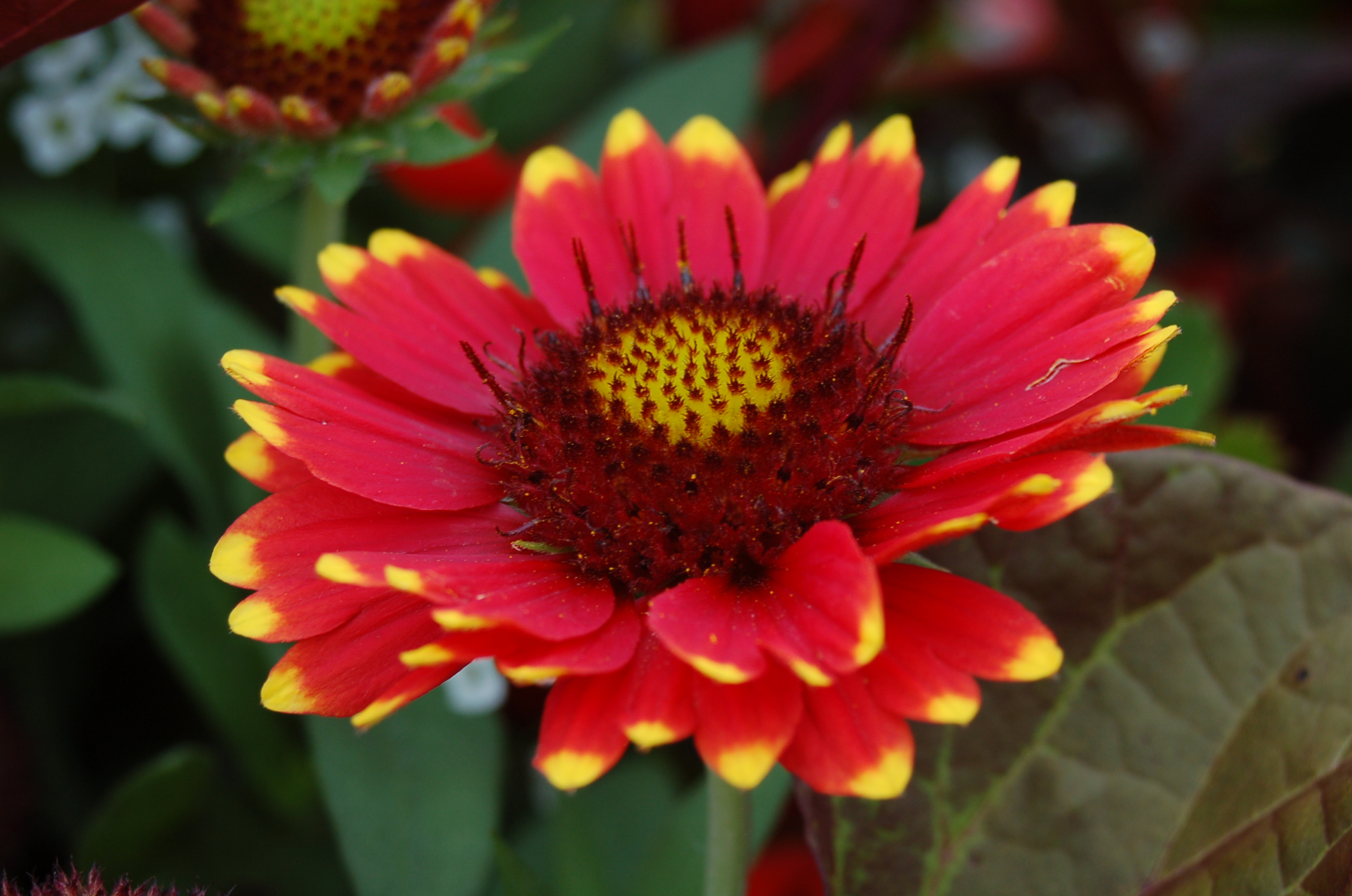 Wallpapers Nature Flowers jolie fleur rouge