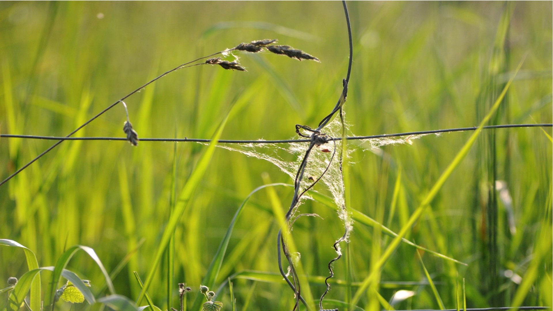 Fonds d'cran Nature Herbes 