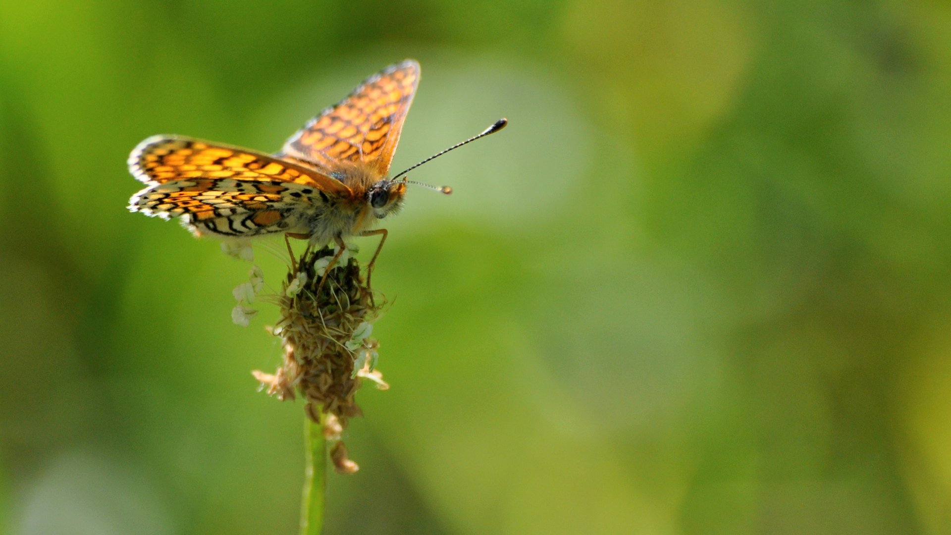 Fonds d'cran Animaux Insectes - Papillons 