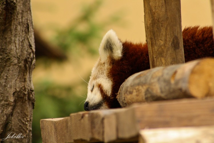 Fonds d'cran Animaux Pandas Une Petite Sieste......