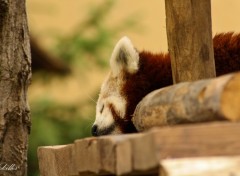 Wallpapers Animals Une Petite Sieste......